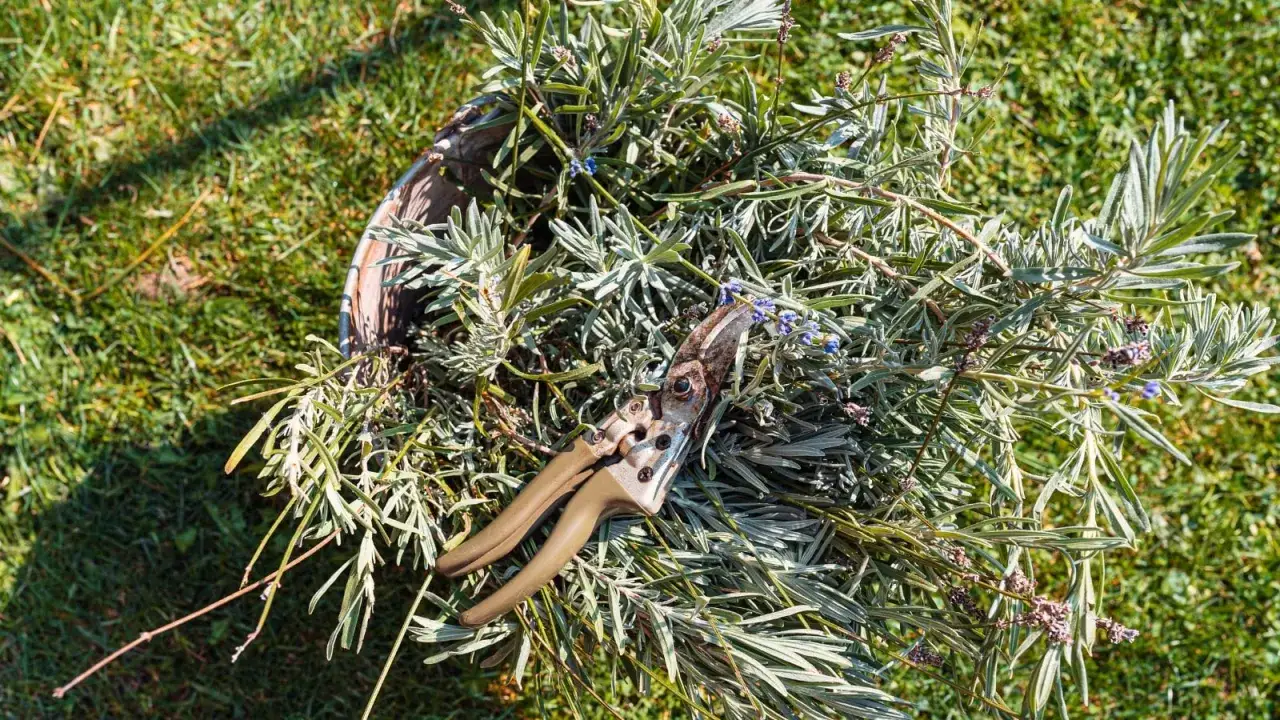 En sekatör ligger i en korg fylld med nyklippt lavendel. Nu är rätt tid att beskära lavendel för att den ska må bra.