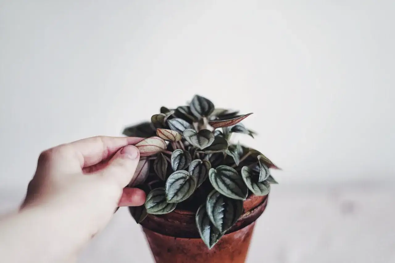 En hand petar försiktigt på en vacker peperomia blomma i en terrakottakruka.