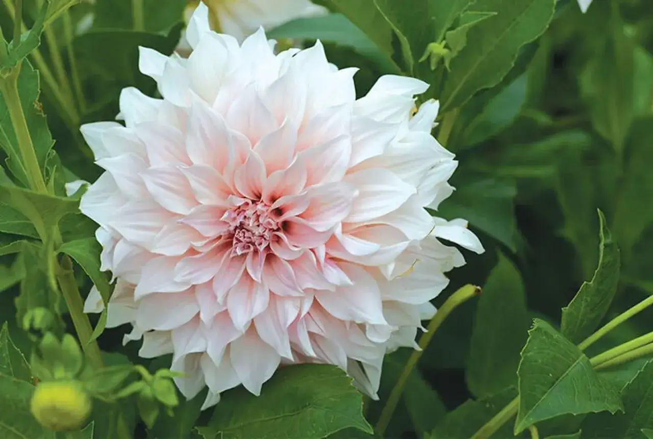 En vacker vit och ljusrosa dahlia blommar. En perfekt blomma att plantera dahlia för att få en färgklick i trädgården.