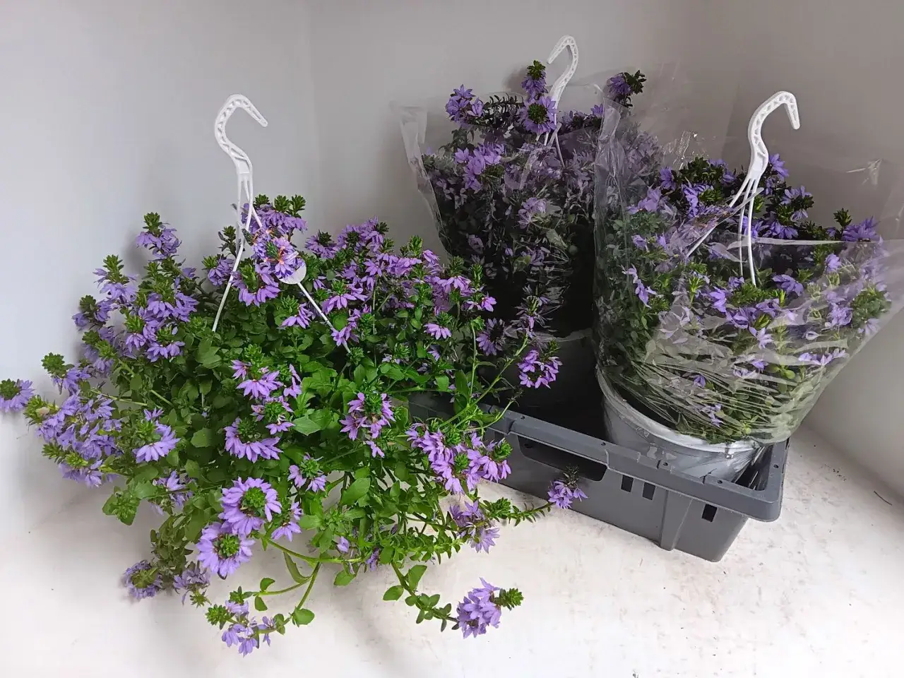Hängande krukor med lila blommor av Scaevola aemula i en grå låda.