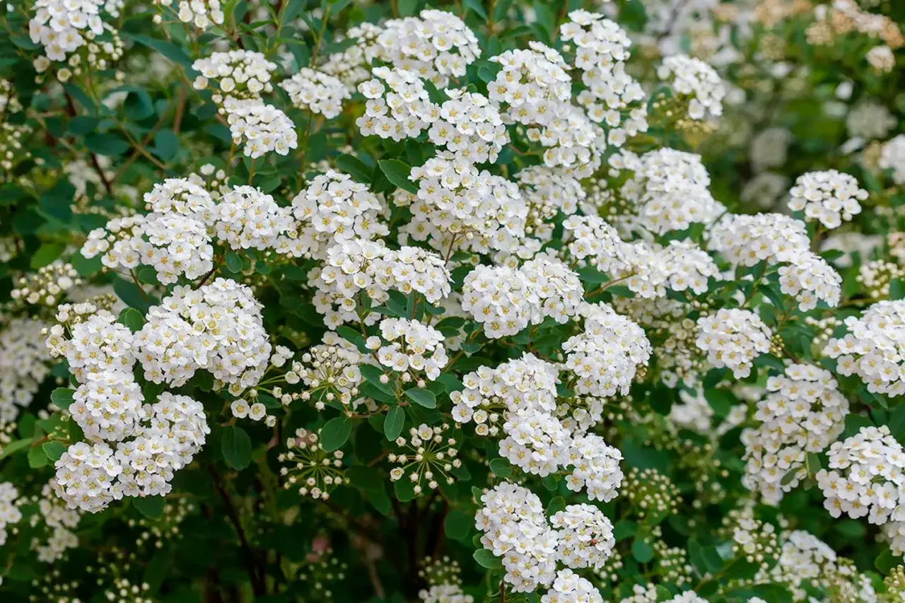 En frodig buske med otaliga små, vita blommor som bildar täta klasar. En härlig syn av en buske med vita blommor i full blom.