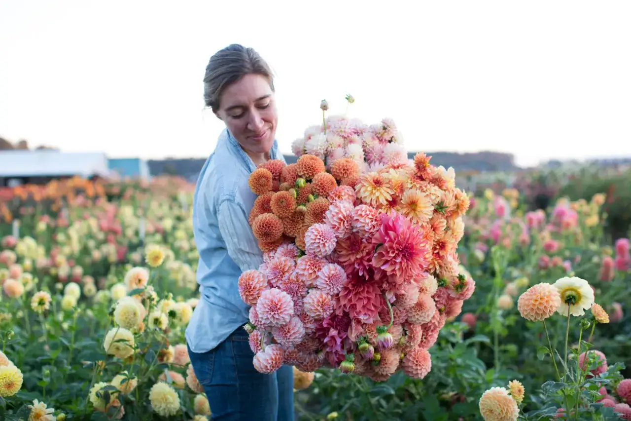 En kvinna bär en stor bukett av olika dahlior sorter i rosa, orange och persikotoner.
