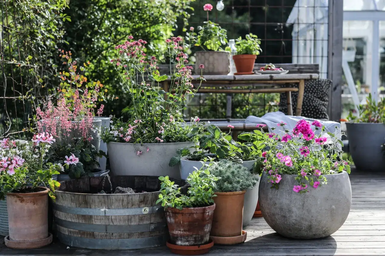En härlig samling blommor i krukor, med en vacker verbena i kruka som lyser upp. Trädgården är fylld av grönska och solsken.