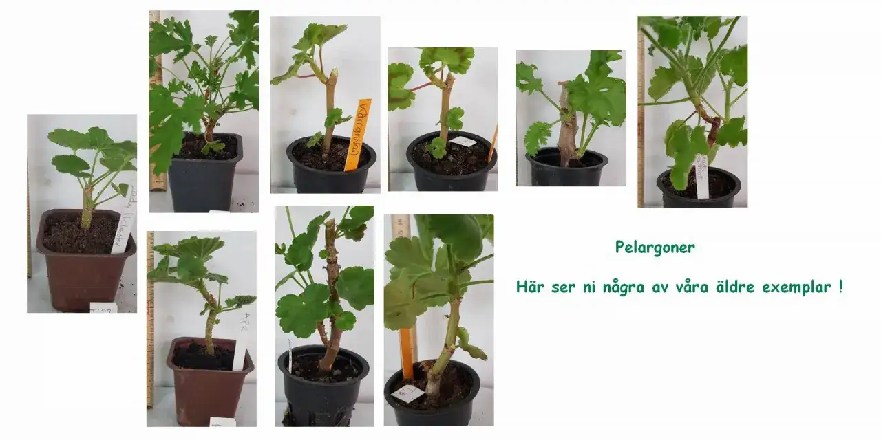 Här ser ni några gammaldags pelargoner, alla med sina egna unika stammar och bladverk.