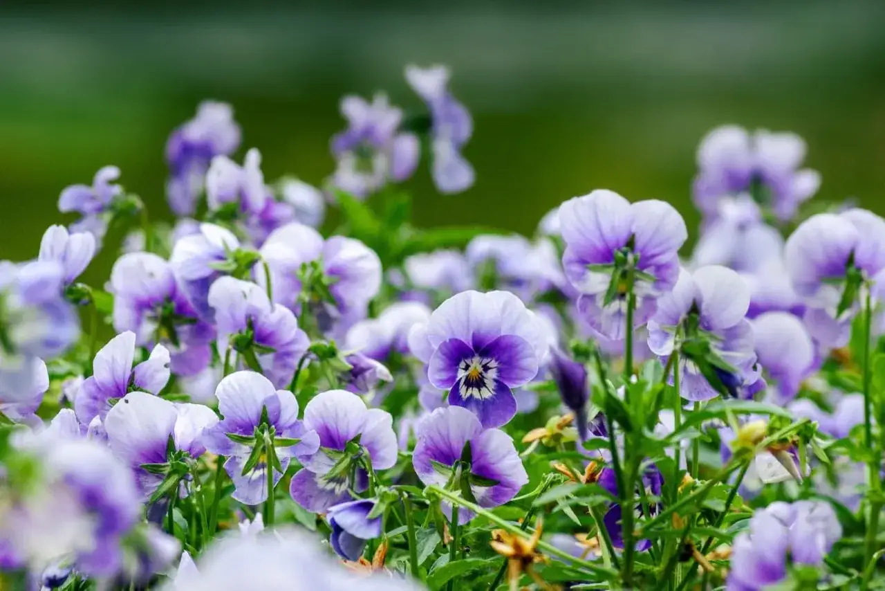 En äng med penseer i lila och vita nyanser. Trots att det ser ut som en penseer frost, är det bara blommorna som fångar blicken.