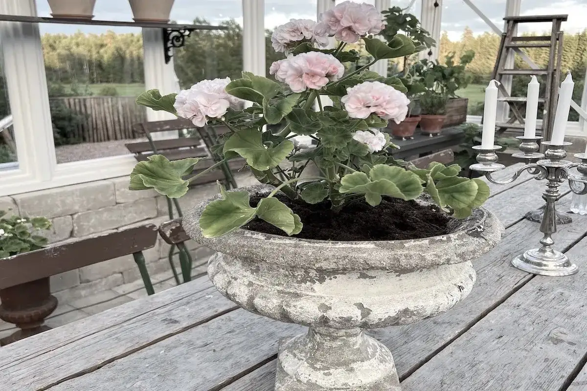 En vacker kruka med rosa pelargoner inomhus, placerad på ett rustikt träbord.
