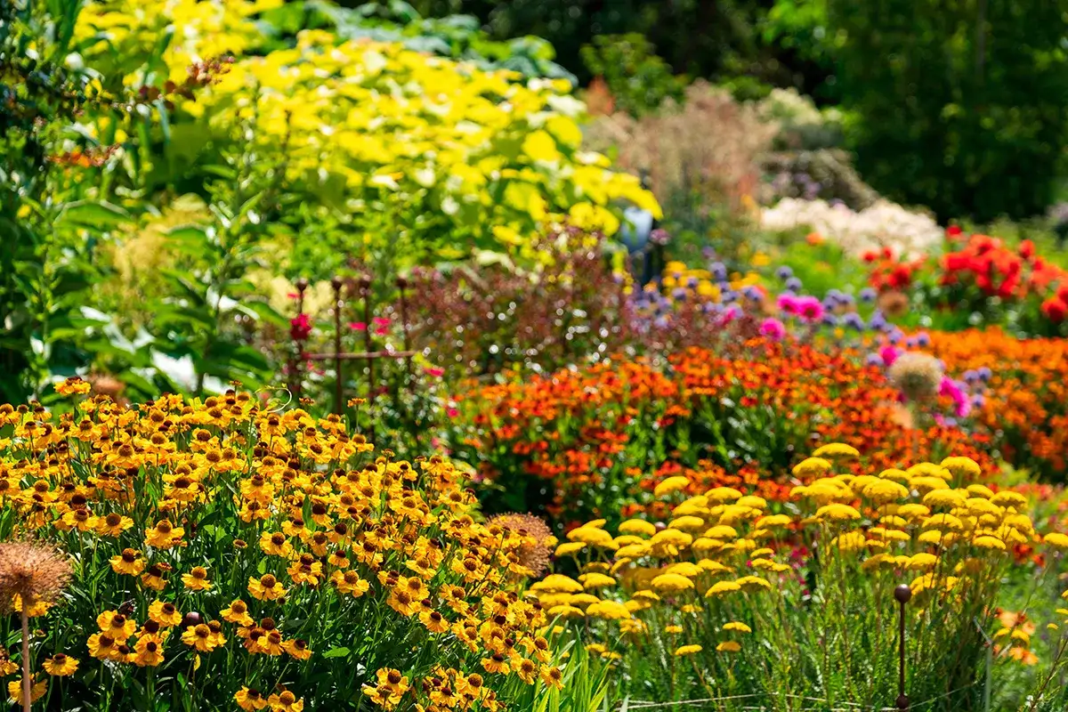En solig rabatt fylld med blomstrande perenner i gult, orange och rött. En explosion av färg som sprider glädje.