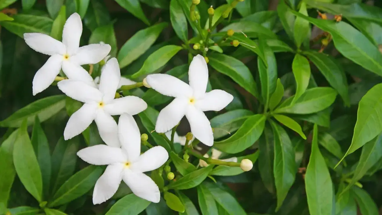Vita, stjärnformade blommor med en svag doft av jasmin bland frodiga gröna blad.