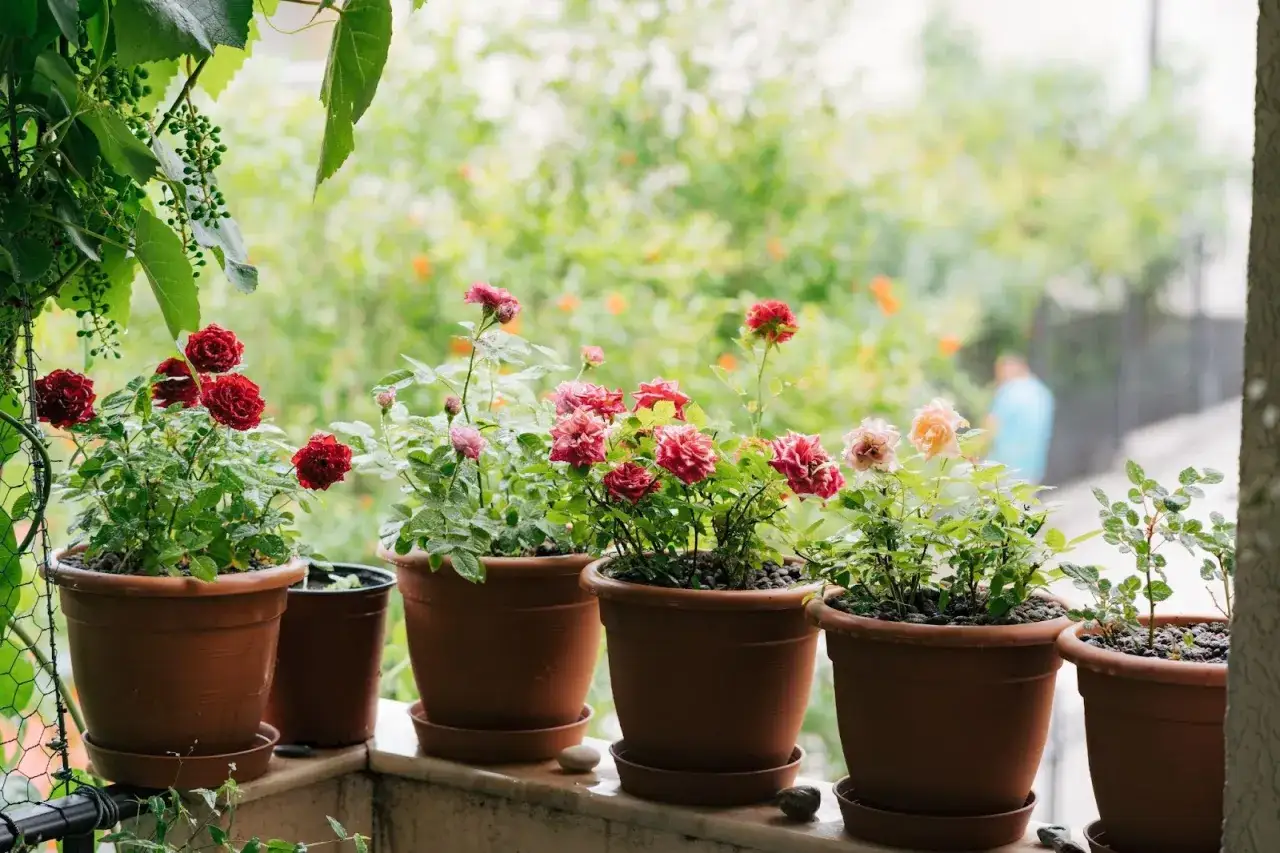En rad vackra rosor i kruka blommar på en balkong. Röda, rosa och aprikosfärgade blommor lyser upp i det gröna.