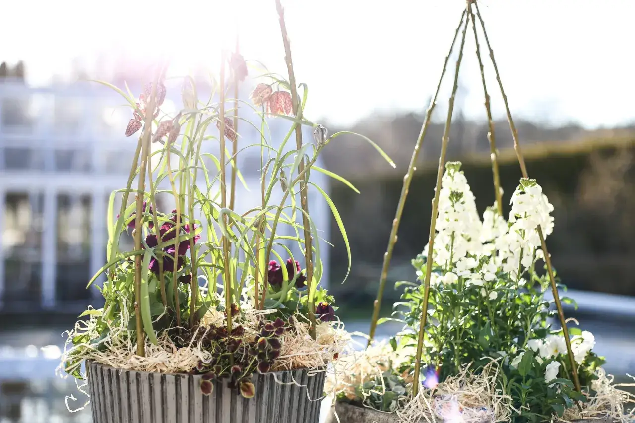 Vårplantering i kruka med blommande klockliljor och vita stockrosor. Solen lyser genom de gröna bladen.