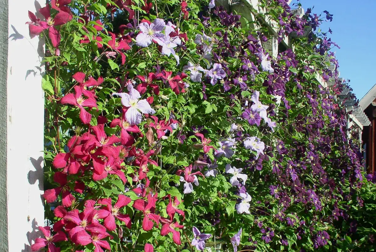 En vägg täckt av klematis sorter i nyanser av lila, rosa och ljusblått klättrar längs en vit spaljé mot en klarblå himmel.