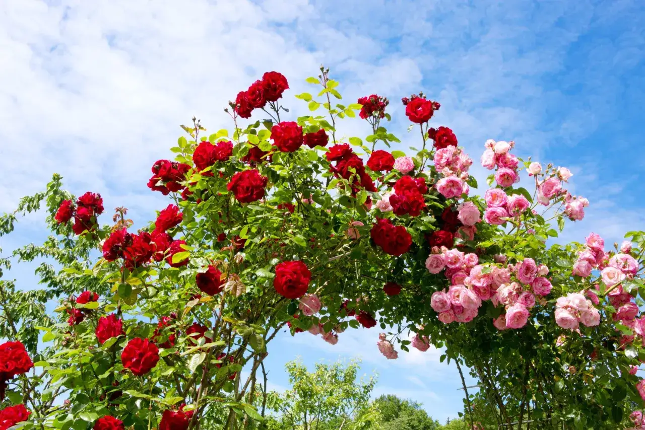 En båge av röda och rosa rosor mot en blå himmel med moln. Dessa vackra rosor trivs utmärkt i zon 5.