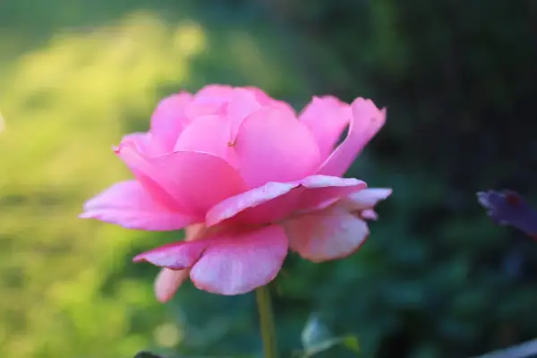 En mjukt rosa ros, en av många remonterande rosor, blommar i solljuset med en bakgrund av grönska.