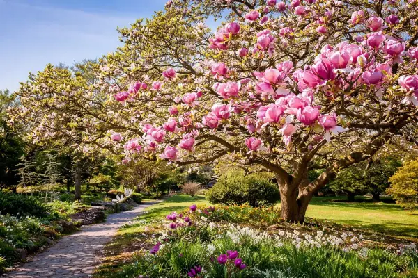 En magnifik magnolia blommar i en lummig trädgård. En stenlagd stig leder förbi blomsterängar. Kanske är det dags att flytta magnolia till en ny plats?