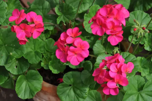 Färgglada pelargoner utomhus i en kruka. De rosa blommorna lyser upp i det gröna lövverket och skapar en somrig känsla.