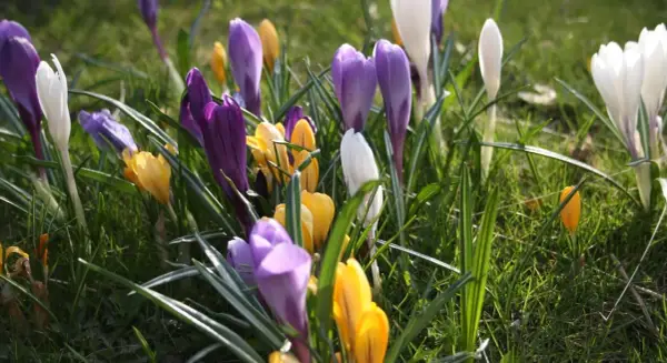 En äng fylld med lila, vita och gula krokusblommor som sträcker sig mot solen.