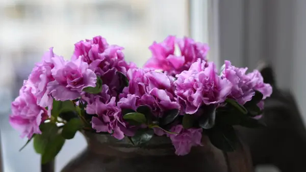 En bukett med lila azalea blomma i en mörk vas.